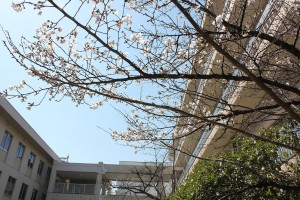 桜