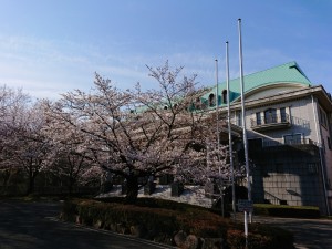 桜_マコトホール (800x600)