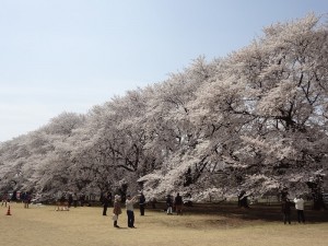 無線山桜