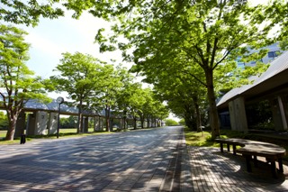 夏の日差しを受けて輝く学園通りの並木道