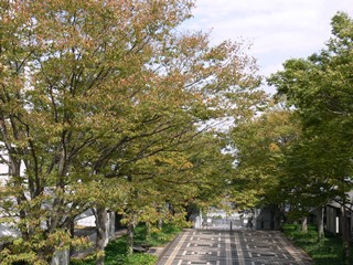 学園通りのケヤキ並木も色づいてきました