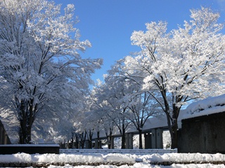 雪景色の学園通り　今週は日本各地で大雪でしたね