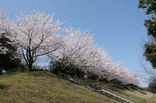 本校テニスコート横の桜並木　今年、桜の見ごろは３月下旬とか。