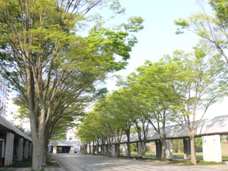 新緑の頃の学園通り（４月上旬頃の景色）