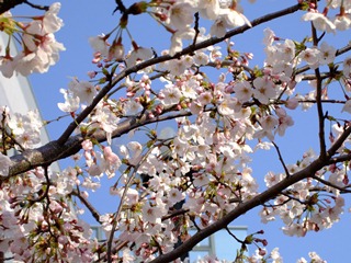 春ですね。桜満開の時期です！