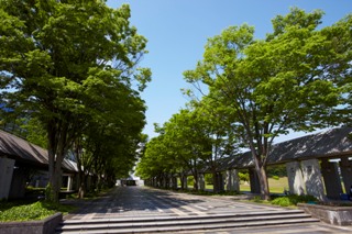 夏の青空の下の学園通り。欅並木の木陰がありがたい季節です！
