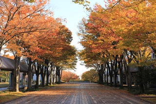 学園通りの欅並木も、紅葉の見頃を迎えました。