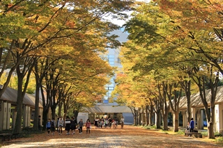 本校自慢の学園通りの秋景色 