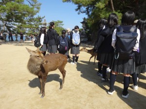 宮島のシカ