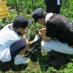 指導役の大学生に手ほどきを受けながら収穫する