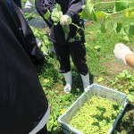 収穫した枝豆のさやをはずす