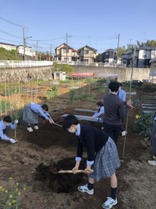 畑、二年目はじめました。