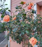 長春色 ～つる薔薇の魅力～