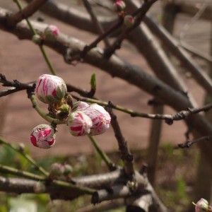 春の足音を感じます