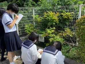 中3理科Ⅱ　　校内樹木観察の様子