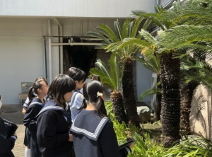 中1理科校内の植物を観察しました