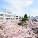 桜と校舎