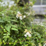 やわらかい香りのアデリアの花