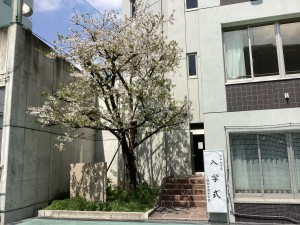 3．校庭の桜