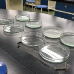2019高3生物微生物実験④ (250x187)