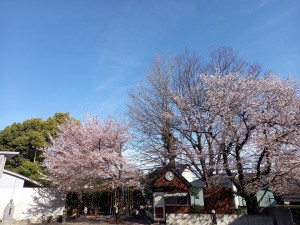 学園桜１