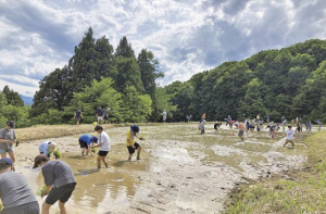 上越田植え