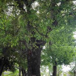 IMG_8479