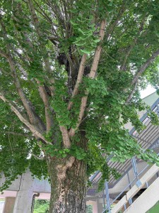 IMG_8483