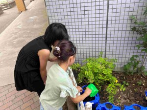 アサガオ