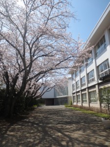 桜が満開