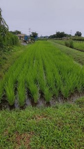 田んぼの教室～7週目