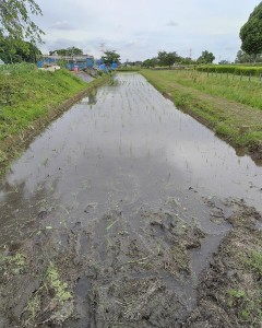 【中1田んぼの教室】