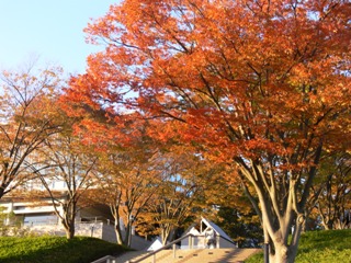 キャンパス入り口の美しい紅葉が毎朝出迎えてくれます