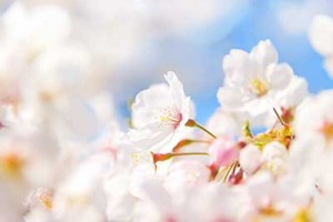 xcherry-blossom_00004.jpg.pagespeed.ic.ZNO5J_hq4s