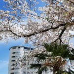 ヘリテイジ（熊谷）はまだ桜が残ってます