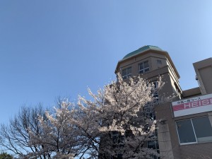 満開の桜 今年も埼玉平成に