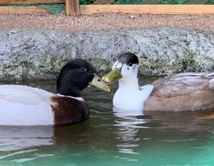 ポポ/トト､ロイも新型コロナになんか負けない（中学/一貫高等部）