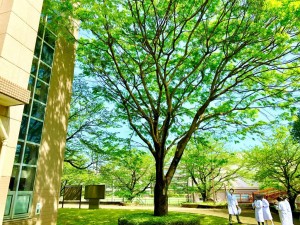 新緑の影 大樹の下が最良の教室 理科の授業で植物観察 ”中学フィールドワーク”