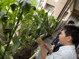中学は期末テスト終了 ホッと一息ベランダ野菜の収穫でリフレッシュ