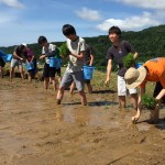 1クラスが体育館1面位の広さの田んぼに田植えしました