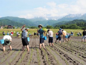 青空の下、遠くには雪が残る山々を見ながらの田植え