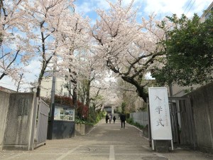 今年の入学式は満開の桜の中、春のあたたかさを感じることができました