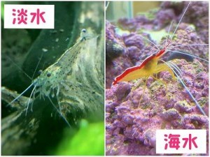 0902水上+エビ