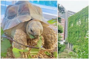 0425水上 ツタとカメ