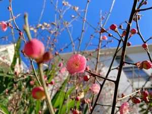 0125水上 梅開花