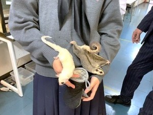 0116水上 モモンガくるみもち
