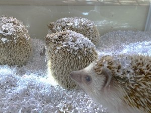 1213水上　雪ハリネズミ