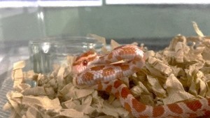 1001水上　ヘビ卵孵化