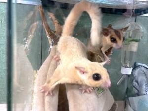 1006水上　モモンガたち
