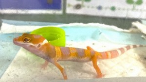 1127水上　ヒョウモントカゲモドキ